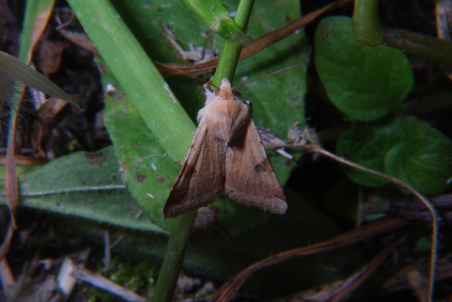 Sconosciuta - Heliothis peltigera